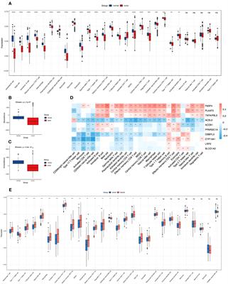 Prognostic value of fatty acid metabolism-related genes in colorectal cancer and their potential implications for immunotherapy